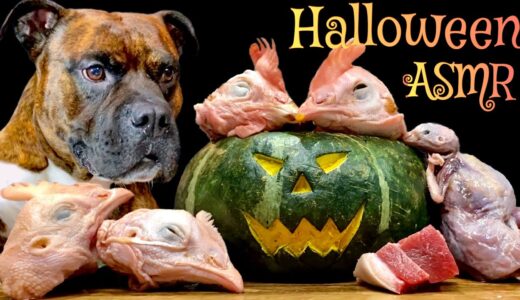 【大食い犬ハロウィン】ハロウィンで生肉とカボチャを食べ尽くしてみたwwwASMR