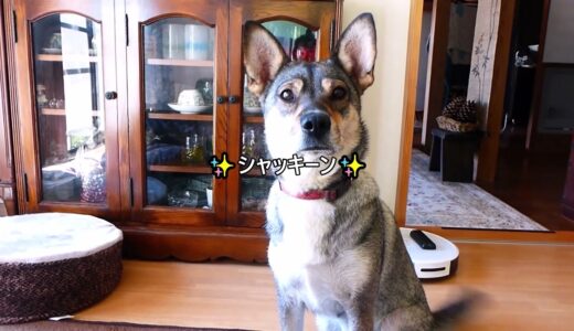 イモを見ると態度が変わる犬