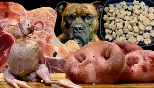 【大食い犬ASMR】生肉食べたらドッグフード食べないのか検証してみたらwww