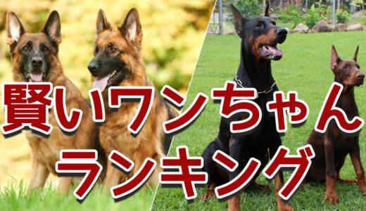 賢い!!知能の高い犬種ランキング