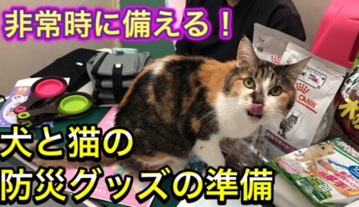 水やご飯はどのくらい必要？犬猫の防災グッズを一緒に準備！非常時に備えていきましょう！