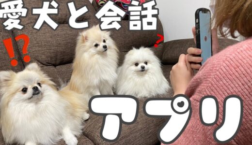 犬と会話出来るアプリを使って愛犬と会話したら笑える結果に…