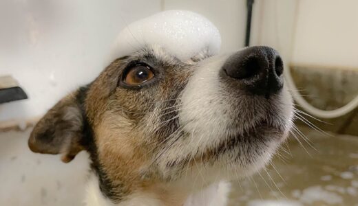 【犬好き必見】シャンプー中の犬が愛おしいすぎた！