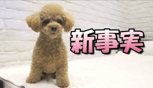 兄犬にも新事実が発覚しました