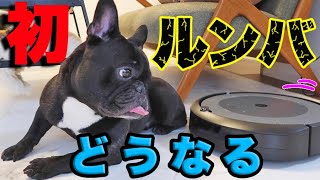 初めて見るルンバへの不信感が隠せない犬w