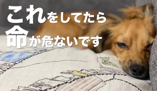 犬がやっていたら命に危険が及ぶやばい行動と犬の体の変化から分かる危険の兆候