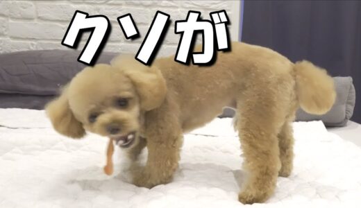 オヤツがちぎれなくてキレる犬