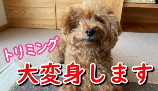 トリミングでイメチェンしたら別犬のように可愛くなったサラ