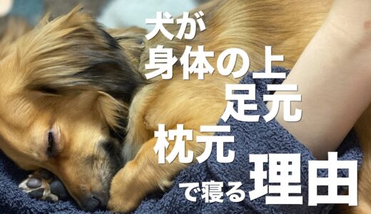 犬が枕元・足元・飼い主の上で寝る理由