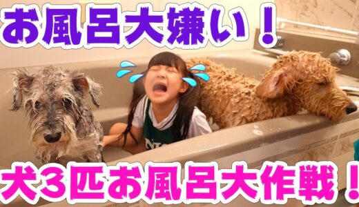 💦子供だけでお風呂が大嫌いな犬3匹をお風呂に入れられるかな？💦 – はねまりチャンネル