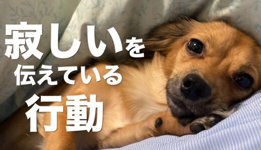 犬が寂しいを伝えている行動と犬を寂しくさせる飼い主の行動【犬 行動 意味 寂しい】