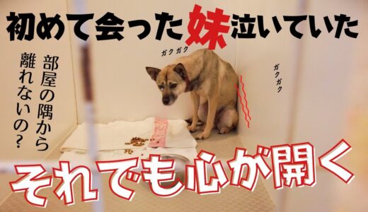 殺処分に怯えて震えていた犬の心が開いた瞬間！妹犬がお散歩で笑った？！