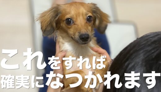 犬がなつく方法