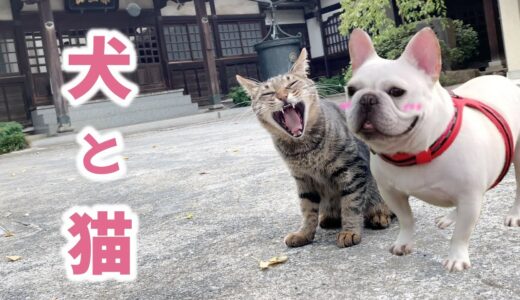 犬と猫と一緒に暮らしたら..どうなる？【フレンチブルドッグ frenchbulldog】