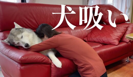 犬吸い