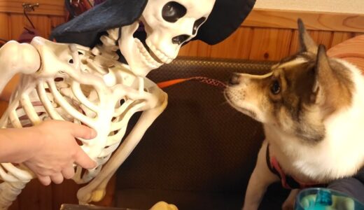 え？💀！【保護犬】初めての犬カフェ【子犬】ハロウィン🎃スペシャル！