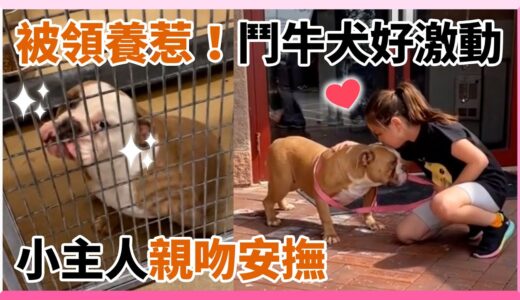 英國鬥牛犬聽到被領養眼神發亮　小主人蹲下暖親吻｜寵物｜狗｜收編