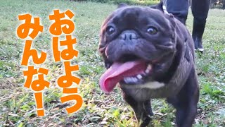 【犬友さん登場回】お散歩大好きフレンチブルドッグ