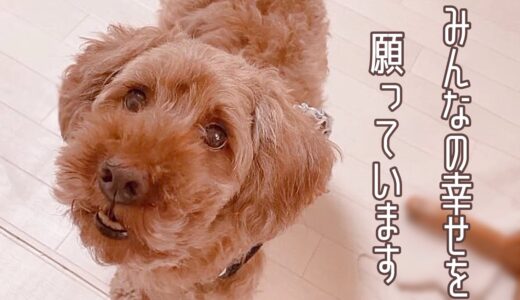 保護犬ハナの今朝の様子と、保護っ子たちへの想い　そして、ヒロ&こまる家からのビッグニュースをお届けします♪