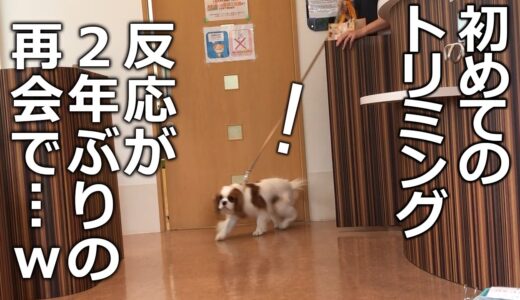 面白すぎるwwアップルの可愛い瞬間4選【キャバリア犬】