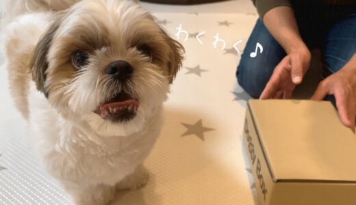 【シーズー】お眠だった愛犬が覚醒しましたww【犬Vlog】