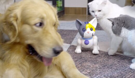 初めてロボット猫を見た犬と猫の反応がこちらです笑