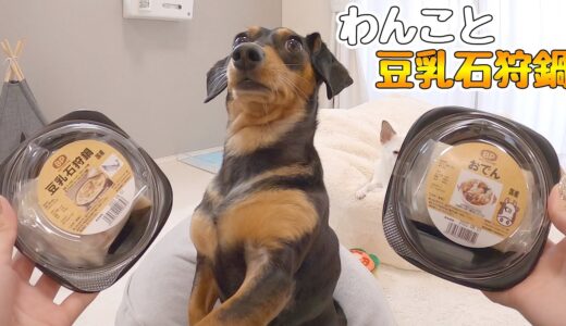 初めて豆乳石狩鍋を食べた犬の反応がコチラ