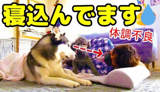 飼い主が頭痛でダウンした時の、犬の気遣いが優しすぎた。ハスキー犬と保護犬トイプードル