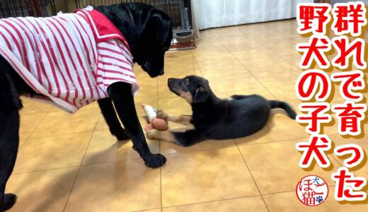 【子犬 子猫　保護犬 保護猫】群れで育った野犬の子