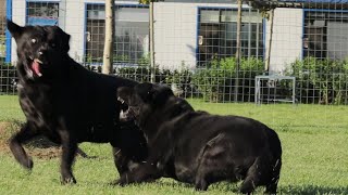 真是一物降一物，恶犬终于遇到硬茬子了One yields one, the vicious dog finally meets his opponent