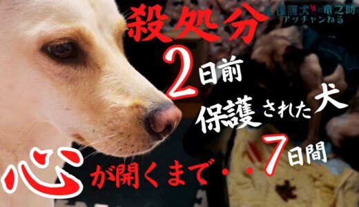 殺処分される２日前に保護された犬アッチャンの心が開くまでの一週間トライアル・・生きると誓ったんだよ