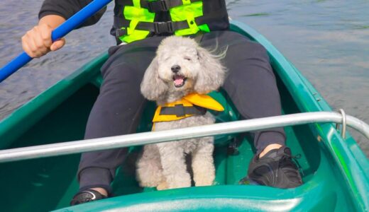 🐶生まれてはじめてカヌーに乗った犬の反応が可愛すぎたw