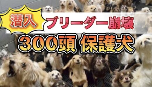 300頭の保護犬 ブリーダー崩壊の現場に潜入