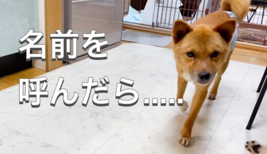 保護犬の名前を呼んだら...【保護犬預かりボランティア】