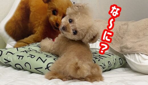 呼ばれて振り向く犬が可愛い過ぎるｗ【トイプードル】