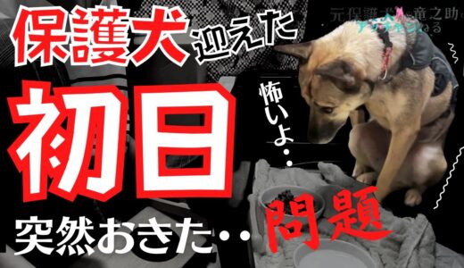 心を閉ざした保護犬アッチャンが家に来た初日に笑顔爆発「しっぽ↑クルリン」ところが、、