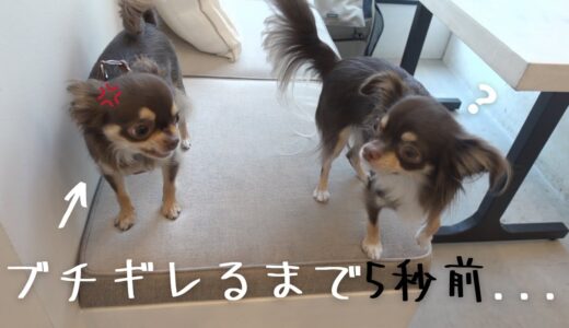 犬見知りのチワワ同士会わせてみたらブチギレされたwwww