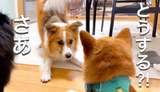 保護犬に驚きの変化をもたらした先住犬ボーダーコリーの行動とは...【保護犬預かりボランティア】