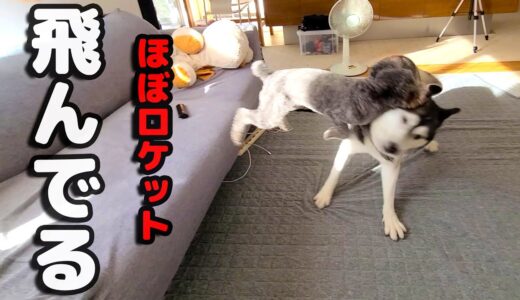 トイプードルのマジモード！ロケット頭突きの瞬間 ハスキー犬