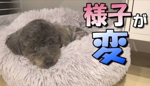 トリミング後に犬の様子が変になりました