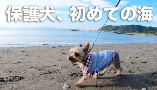 保護犬が、初めての砂浜で波に出逢った瞬間。マルコの大冒険【Day91】