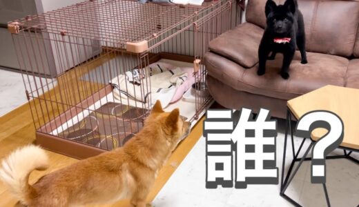 先住犬が子熊になって帰ってきた時、保護犬ポン太が取ったまさかの行動とは....