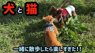 犬と猫を一緒に散歩させたら楽しすぎた！