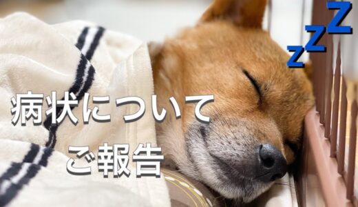 保護犬ポン太の保護当時から現在までの病状についてご報告します