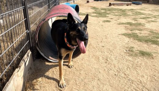 ドッグランで見つけたトンネルの使い方が独特なシェパード犬【German Shepherd】 My Dog Uses The Dog Tunnel By Unusual Way