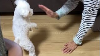 【突撃】いきなり実家に帰って犬を放ってみたらパニックになった