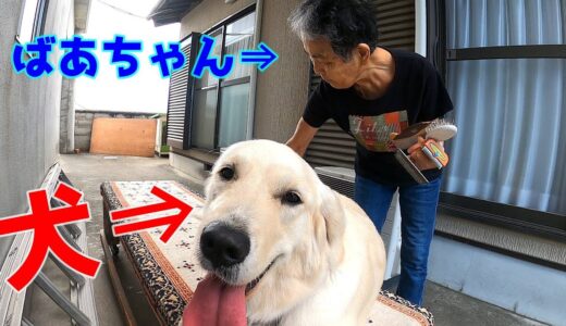 【歴代犬】が使用した「くし」の説明を延々と聞かされる犬の大人な対応がステキ！GoldenRetriever　ゴールデンレトリーバー