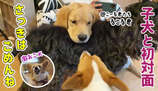 生後4か月のゴールデンレトリバーに会いに行きました！まさかの激おこ犬に...