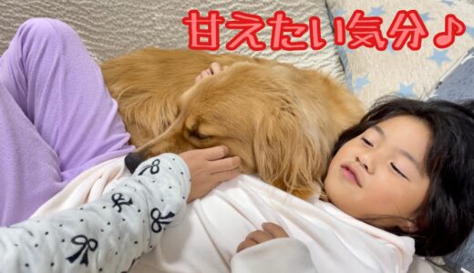 落ち着く場所を求めた大型犬がたどり着いたのはココだったようです【ゴールデンレトリバーとミニチュアダックスフンド】