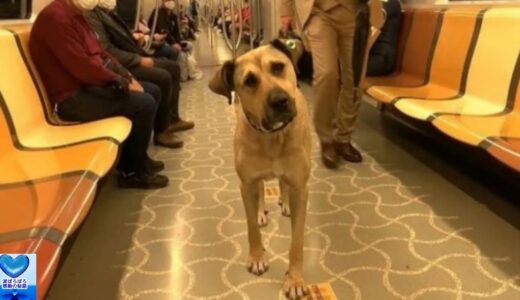 電車やバスにひとりで乗る犬。毎日旅する地域犬の姿に思わず笑顔がこぼれる【感動】